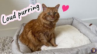 ASMR cat purring  and making biscuits