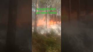 Nature in Danger 🌲🔥 #shorts#shorts #forestfire #wildfire #bird #nature #fire #viral #saveearth