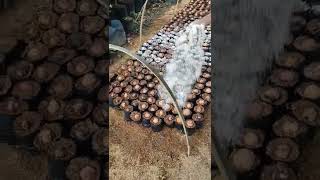 Begini caranya agar semaian biji alpukat tidak busuk.. #alpukat #shorts