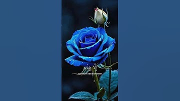 آية الكرسي بصوت جميل للقارئ اسلام صبحي 🌿 #أرح_سمعك_وقلبك  #آية_الكرسي #قرآن #قرآن_كريم