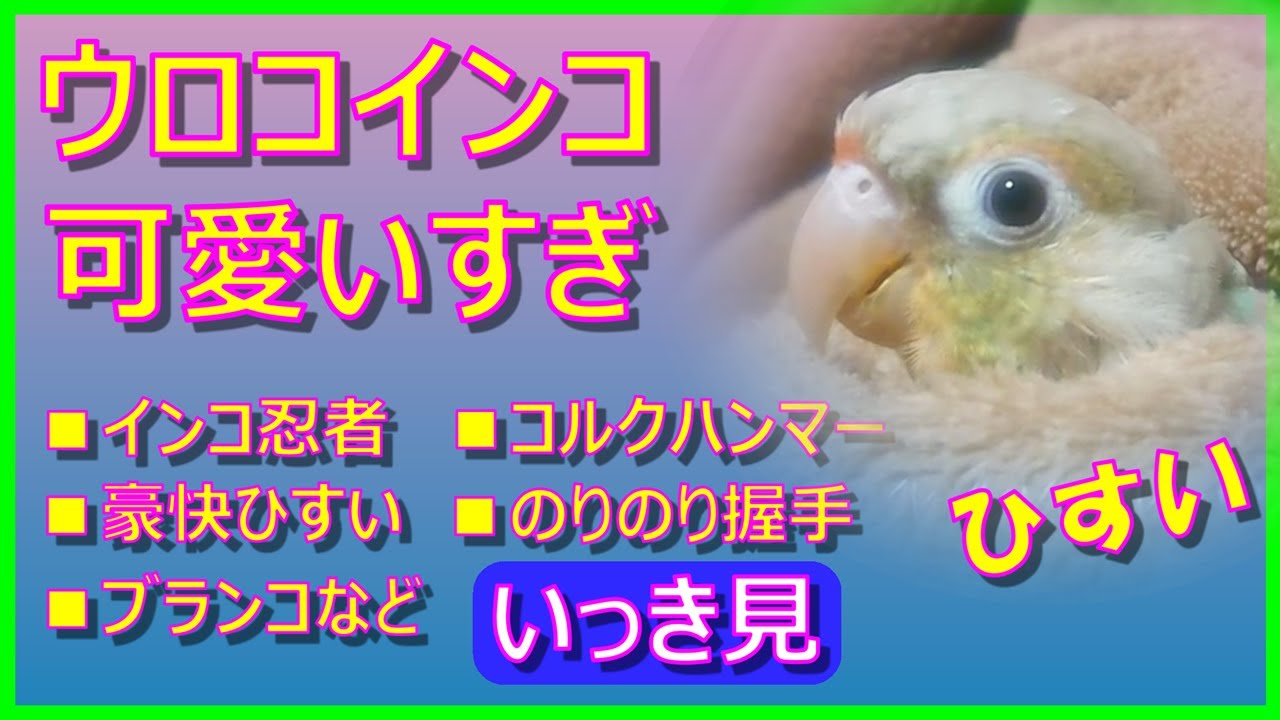 人気投稿いっき見 ウロコひすいの可愛いすぎ動画16本 インコ忍者 のりのり握手 豪快ひすい 他 インコともだち