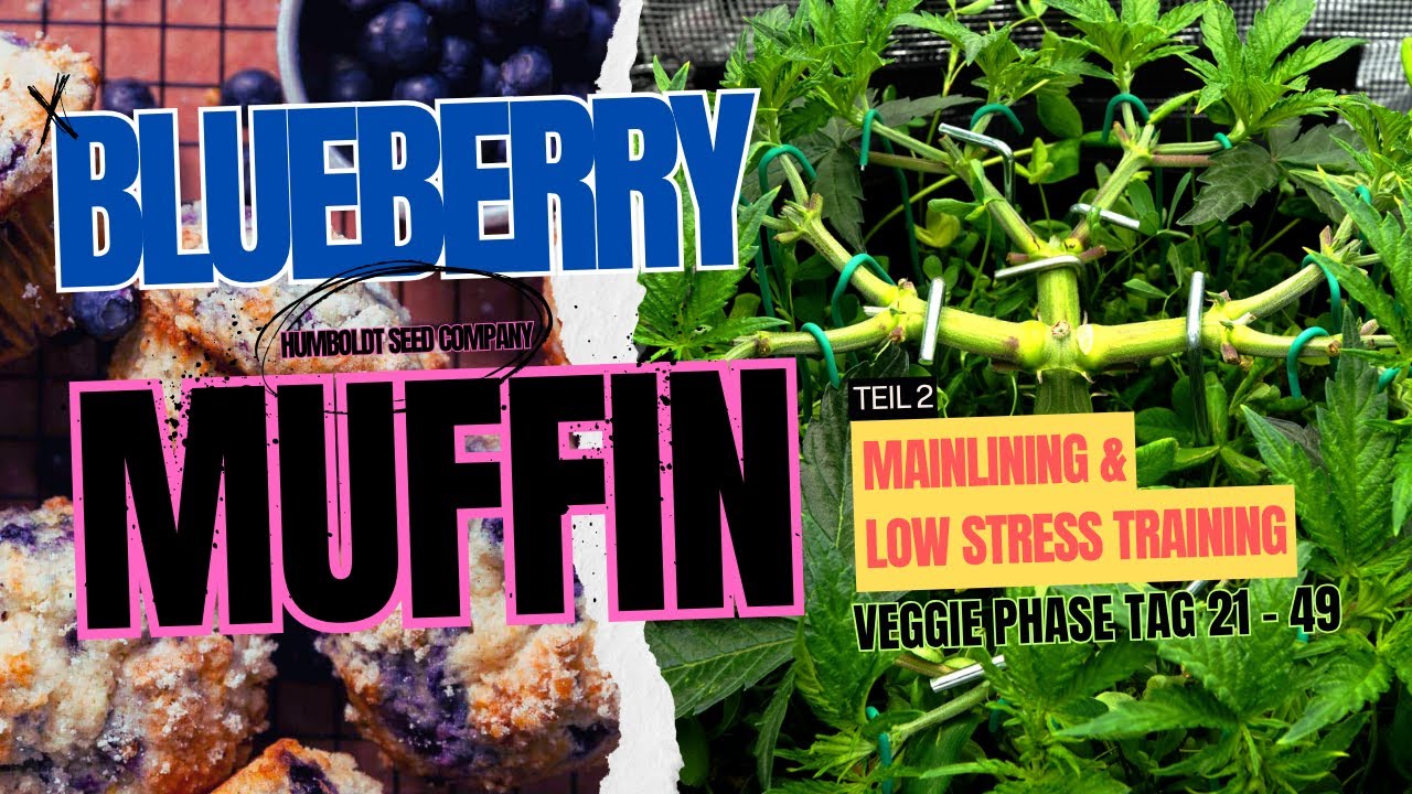 Humboldt Blueberry Muffin Grow - Mainlining & Low Stress Training - Spiderfarmer 70x70, SF2000Pro