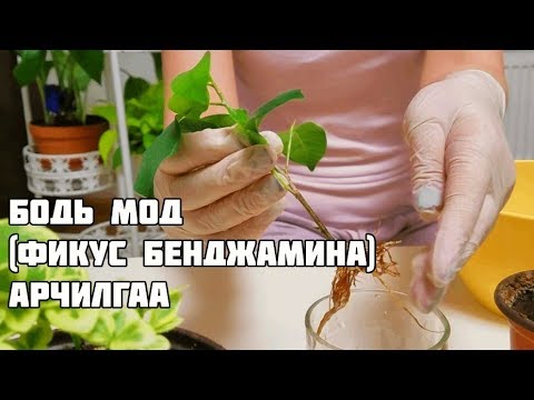 Видео: Ficus bonsai: гэртээ тариалах