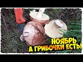 Ноябрь?!?.. МАСЛЯТА, вы ЧТО!?!.. | сбор ГРИБОВ 2020