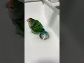 Adorable Parrot Enjoys a Refreshing Sink Bath
