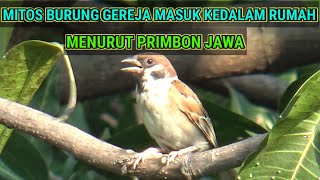 Download Lagu MITOS ! BURUNG GEREJA MASUK KEDALAM RUMAH, MENURUT PRIMBON JAWA. MP3