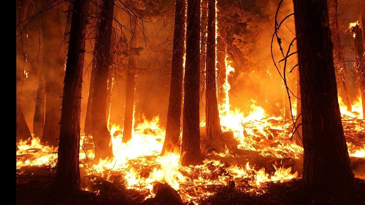 THe MOST Severe Forest Fire: Amazon Rainforest Fire