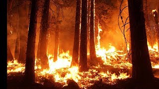The Most Severe Forest Fire Amazon Rainforest Fire
