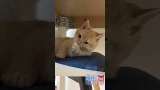 粉紅肉墊警告！🐾 So cute! Tiny Munchkin washing her face. #munchkin #貓咪日常 #cat #短腿貓
