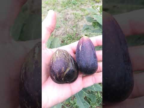 Lungo del Portogallo fig - YouTube
