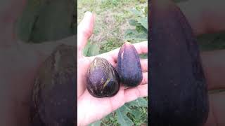 Lungo del Portogallo(ルンゴ デル ポルトガッロ)特徴・味・耐寒性