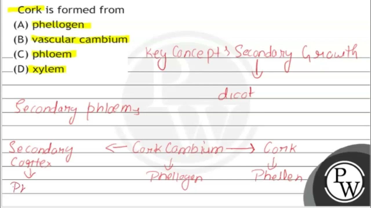 Cork is formed from (A) phellogen (B) vascular cambium (C) phloem (D