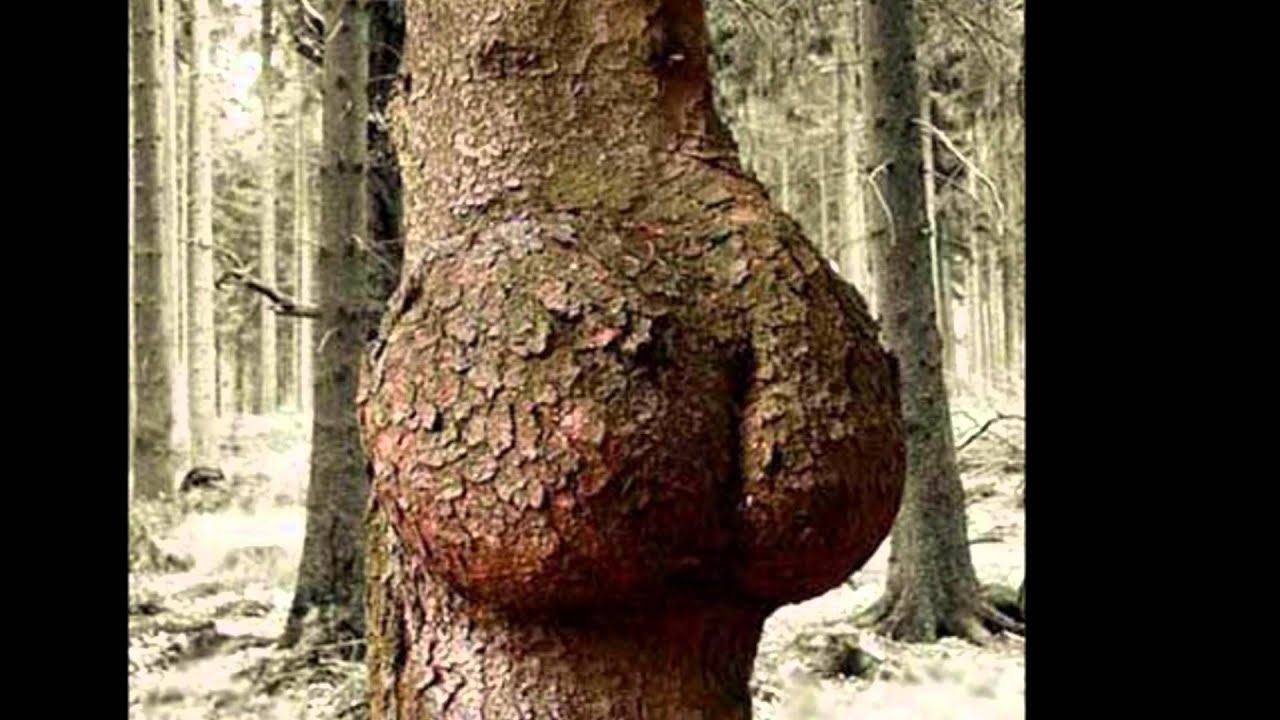 Tree sex