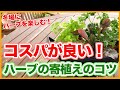 ガーデニングや園芸栽培でコスパが良い！冬に楽しむハーブ栽培で寄せ植えのコツを徹底解説！/Tips for group planting herbs from a Japanese gardener !