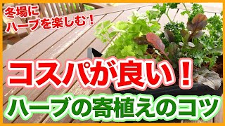 ガーデニングや園芸栽培でコスパが良い！冬に楽しむハーブ栽培で寄せ植えのコツを徹底解説！/Tips for group planting herbs from a Japanese gardener !