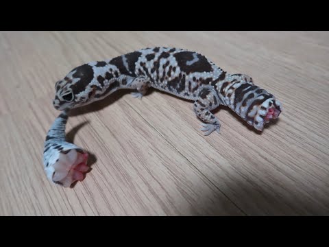 Fattail gecko tail regeneration!!!