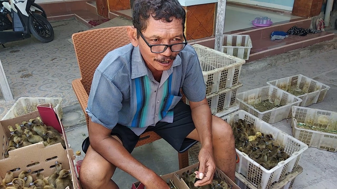 Sukses menjadi pengusaha peternak bebek sekaligus penetasan bebek. salam kami dr ja-bar Indramayu.