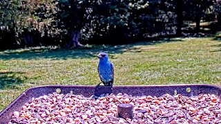 Indigo bunting visits Live Bird Feeder Cam - Gettysburg