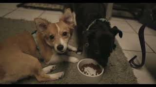 Milo Puppy 29 Milo Eats While Pumpkins Being Silly