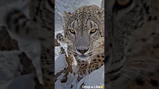 “The Deadly Hunt of the Snow Leopard | Frozen Mountain Predator” #shortsfeed #shorts