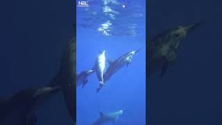 Calm Down And Relax | Ocean Melody - For Studying By N2L Music #shorts