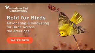 Bold for Birds: Advocating & Innovating for Birds Across the Americas | ABC Webinar