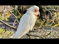 Birds go WILD in Australia!