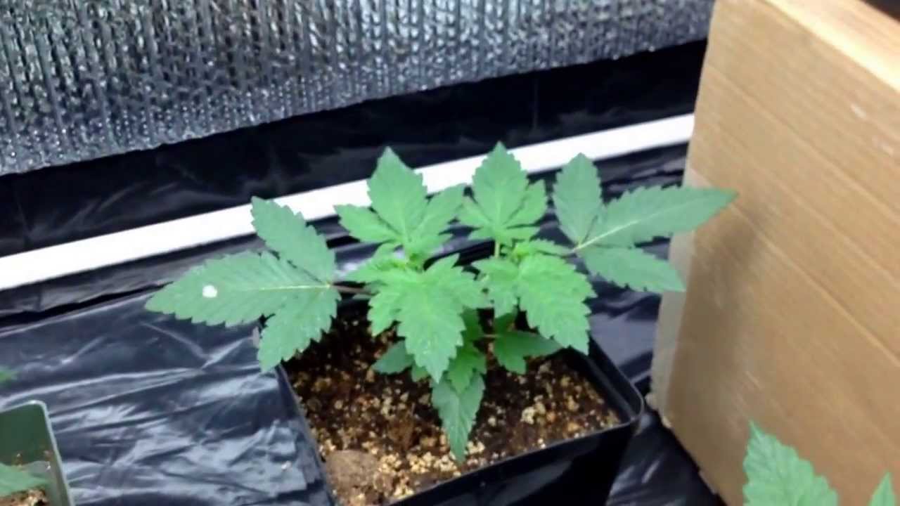 New T5 veg update