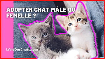 Qui est le plus câlin chat mâle ou femelle