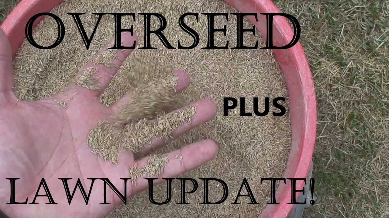 OVERSEED plus LAWN UPDATE! - YouTube