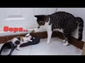 The Rescued Kitten Got Smacked By an Alpha Cat. Why... │ Episode 3