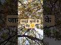 ताजमहल गार्डन में ये खूबसूरत फूलों वाला पेड़ देखो!🌸अगर आपAgraघूम रहे हैं तो जरू देखें।#shortvideo