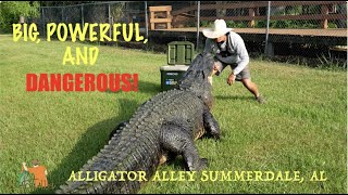 Two Massive Killers On The Bank Alligator Alley Summerdale Al