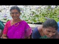 LOTUS PLANTS BEAUTIFUL FLOWERS IN SINGAPORE LOTUS PLANTS BEAUTIFUL FLOWERS IN SINGAPORE