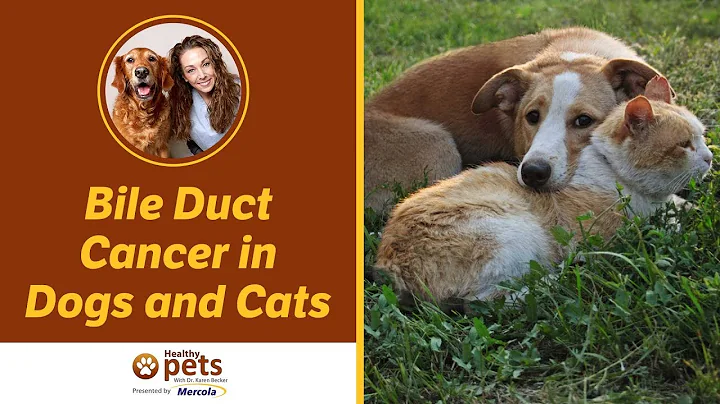 Dr. Becker Discusses Bile Duct Cancer in Dogs and ...