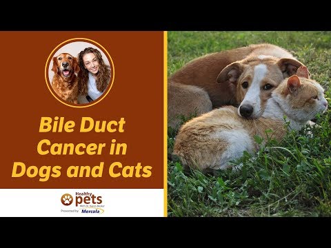वीडियो: बिल्लियों में पित्त नली का कैंसर