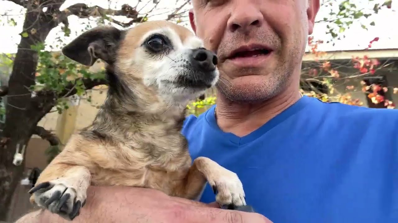 Perrita Tili grita de dolor.. 