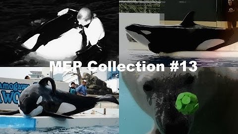 MEP Collection #13