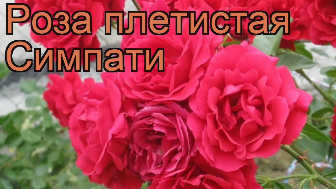 Роза плетистая Симпати (rose sympathie) 🌿 роза Симпати обзор: как сажать  саженцы розы Симпати - YouTube