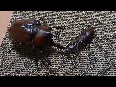 【昆虫バトル】国産カブトムシvs国産ノコギリクワガタ（短歯）