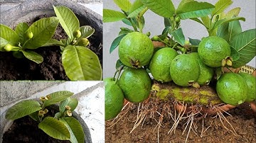 unique Skill Propagation Guava Tree Growing Fast Use Banana Fruit #guava