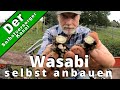 Echten Wasabi selbst im Garten anbauen