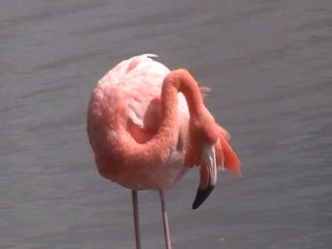 Flamingo Calling To Each Other Galapagos Islands