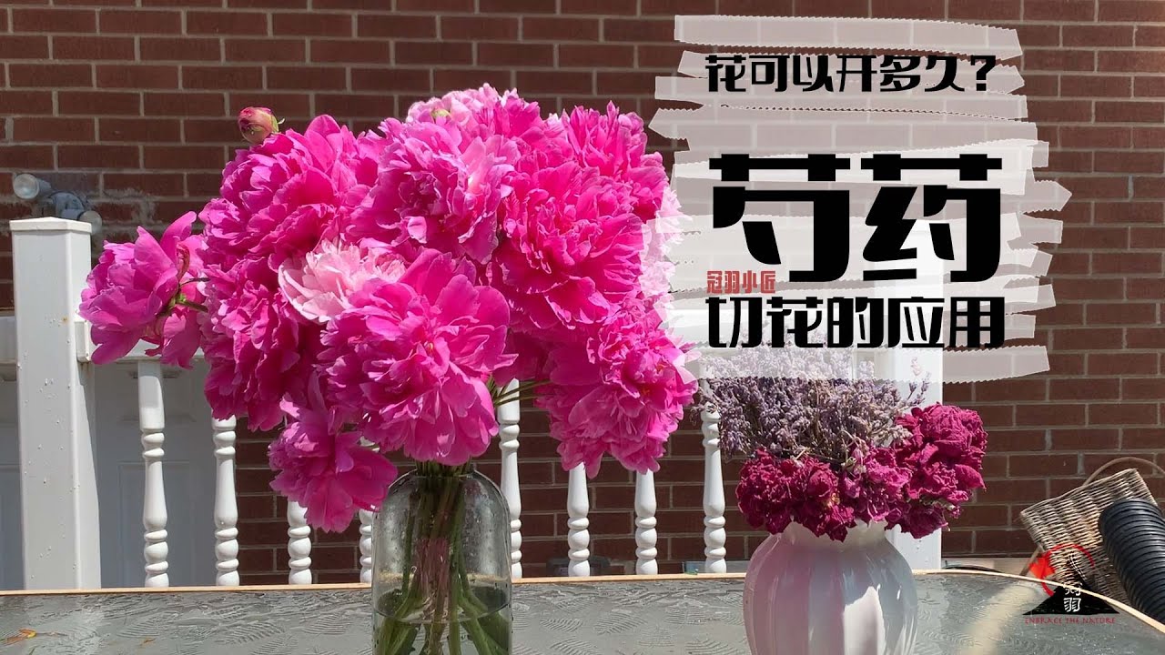 冠羽小匠 No 30 芍药切花如何保持近2个月 芍药保鲜方法大对比 7月底8月末也能看芍药花开 How To Keep Your Peony Fresh Cut Around 2 Months Youtube 冠羽小匠 No 30 芍药切花如何保持近2个月 芍药保鲜方法大对比 7月底8月末也能看芍药花开 How To Keep Your Peony Fresh Cut Around 2 Months Youtube