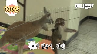 What Baby Kangaroo Did To Apologizing Monkey Lol