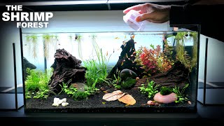 The Shrimp Forest: NEW Shrimp Setup for Neocaridina Aquascape Tutorial