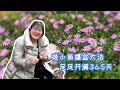 海妈植物推荐 姬小菊爆盆大法 足足开满365天 