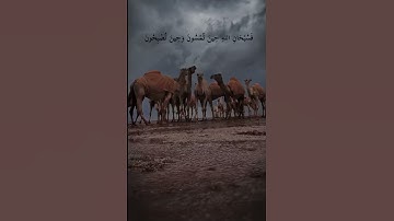 القارئ/عبدالله الموسى -سورة الروم آية17-18
