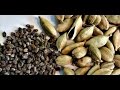 Como Cultivar Cardamomo, Exportando Sabores - TvAgro por Juan Gonzalo Angel