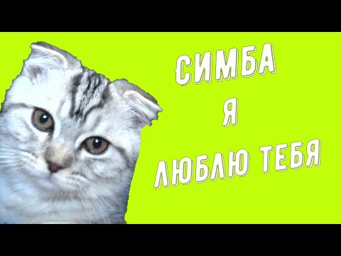 Симба я люблю